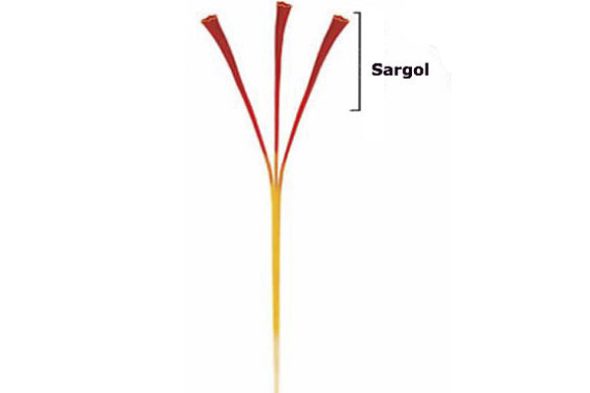 What is Sargol Saffron
