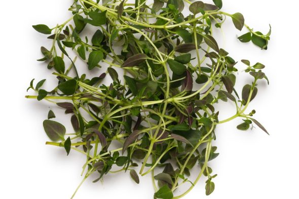 All About Thyme