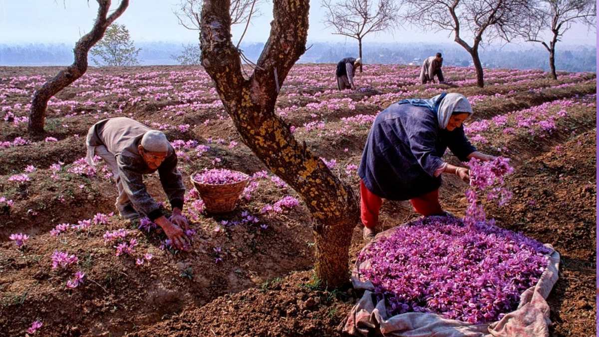 Kashmiri and Iranian saffron comparison | IDF COMPANY