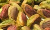 pistachio_