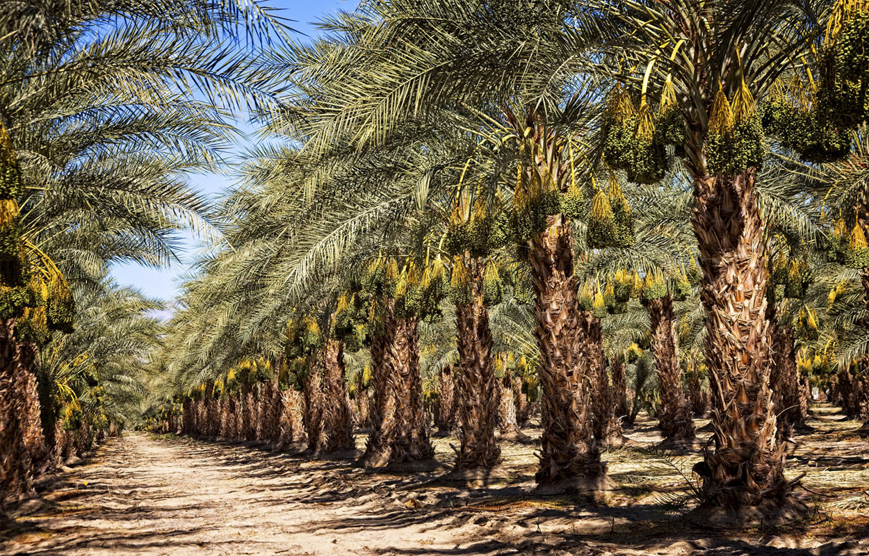 How Many Dates Does A Date Palm Produce Date Exporter Wholesale